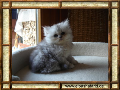 Penny Lane 08.09.2009